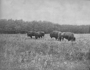 Silver Heights, Winnipeg, um 1897
