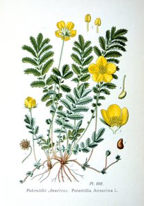 Gänsefingerkraut, 1893