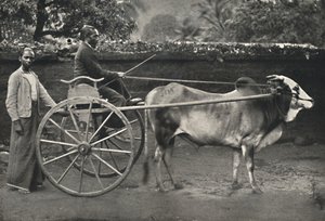 Singhalesisches Zebufuhrwerk von Unbekannt