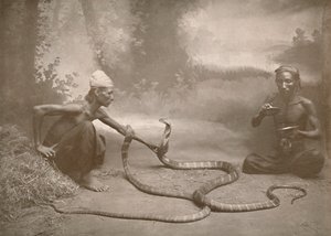 Schlangenbeschwörer mit Hamadryaden Kuy Kobras, 1900