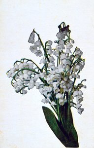 Schneeglöckchen, französische Blumenpostkarte, um 1900