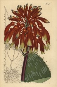 Seifenaloe oder Zebra-Aloe, Aloe maculata von Unbekannt