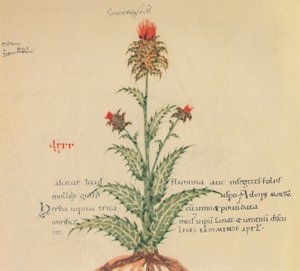 Gänsedistel, 1947