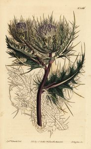 Stacheligste Distel, Cirsium spinosissimum (Federköpfiger Cnicus, Cnicus spinosissimus) von Unbekannt