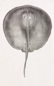 Stachelrochen (Vorderansicht, Nahaufnahme) von Unbekannt