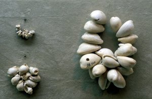 Schnüre aus Kaurimuscheln