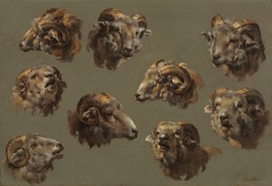 Studien von Widderköpfen, 1700er Jahre