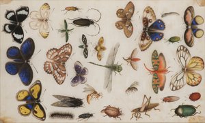 Studie von Schmetterlingen und Insekten