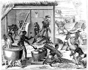 Zuckerproduktion, 1873