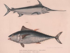 Schwertfisch Hiphias gladius, Thinnus bulgaris, um 1850