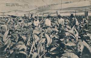 Tabaco bajo toldo. Schattengewachsener Tabak - Kuba, um 1900