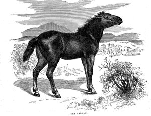 Tarpan, 1884 von Unbekannt