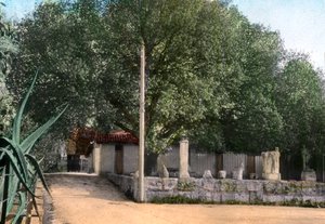 Terebinthenbaum, Hammam Meskoutine, Algerien