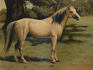 Der Arabische Pony-Charger von General Sir Hope Grant, um 1879 von Unbekannt