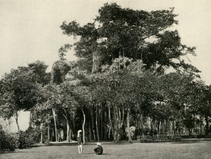Der Banyanbaum, Barrackpore, 1870, 1925 von Unbekannt