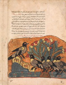 Der Krähenkönig berät sich mit seinen Ministern, Folio aus einem Kalila wa Dimna, 18. Jahrhundert