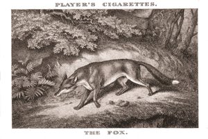 Der Fuchs, 1924 von Unbekannt