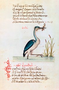 Der Reiher, 1564