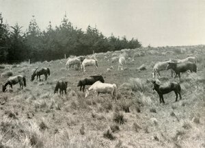 Die Mandschurischen Ponys auf Quail Island, Port Lyttelton, ca. 1907, 1909