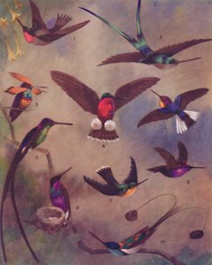 Die wunderbare Farbe der Kolibris, 1935 von Unbekannt