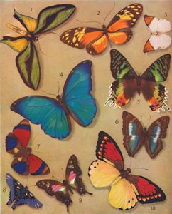 Die wunderbare Farbe der Schmetterlinge, 1935