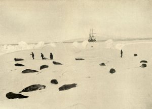 Die Nimrod am Pram Point am 4. März 1909 von Unbekannt