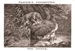 Der Otter