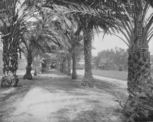 Die Palmen von Glenannie, Florida, 19. Jahrhundert