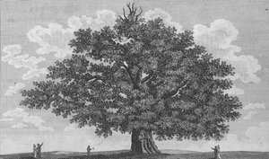 Die Penshurst-Eiche, 1794