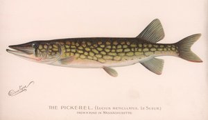 Der Hecht Lucius Reticulatus
