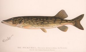 Der Hecht Lucius Reticulatus. Le Sueur, ca. 1920er Jahre