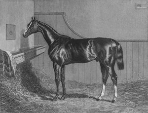 Der Rt. Hon. Der Earl of Lichfields Elis. Gewinner des St. Leger 1836, 1911