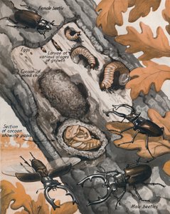 Die Geschichte des größten britischen Käfers, 1935