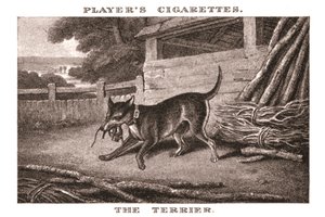 Der Terrier, 1924
