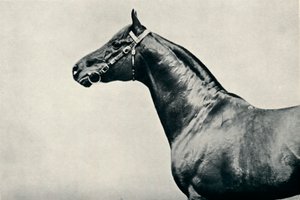 Der Kopf des Vollblut-Rennpferdes Radium, um 1910