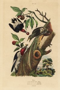 Dreizehenspecht, Picoides tridactylus, Männchen, Weibchen und Jungtier vor dem Nest