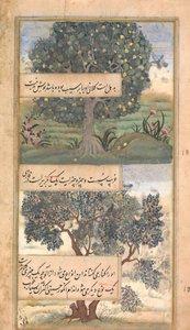 Drei Bäume Indiens, Folio aus einem Baburnama, Autobiographie von Babur, spätes 16. Jahrhundert