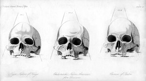 Drei Arten von menschlichen Schädeln, 1848