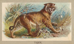 Tiger, aus der Serie Tiere der Welt T180, herausgegeben von Abdul Cigarettes von Unbekannt
