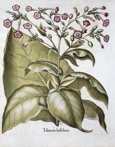 Tabakpflanze, 1613