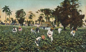 Tabakplantage, Kuba