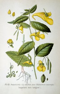 Springkraut, 1893 von Unbekannt