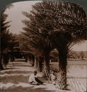 Tropische Schönheit einer Allee von Dattelpalmen, Moanalua bei Honolulu, H. Is., um 1900