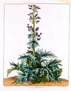 Türkenrhabarber, 1798