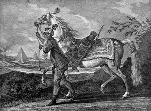 Türkisches arabisches Pferd, 1722-1938