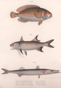Zweifleck-Bimakulus, Afrikanischer Rotflossenfisch, Gemeiner Barrakuda, ca. 1850er