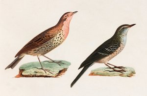 Zwei Farbillustrationen von Vögeln