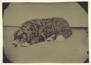 Ohne Titel Hund von Unbekannt