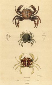 Samtkrabbe, Necora puber 1, Marmorierte Schwimmkrabbe, Liocarcinus marmoreus 2 und Pennants Schwimmkrabbe, Portumnus latipes 3