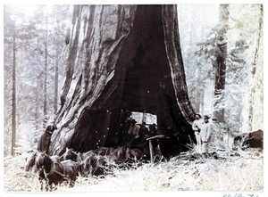 Wagen durch einen riesigen Baum, Nordamerika, um 1900
